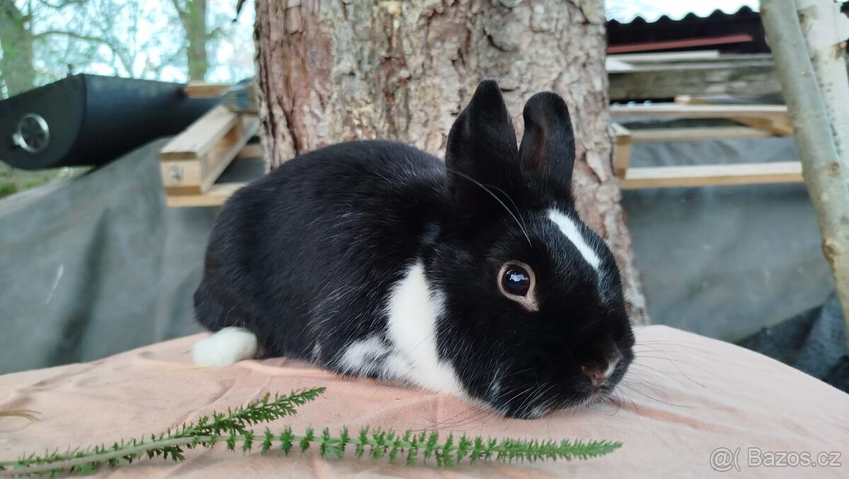 Zakrslý králík - 10