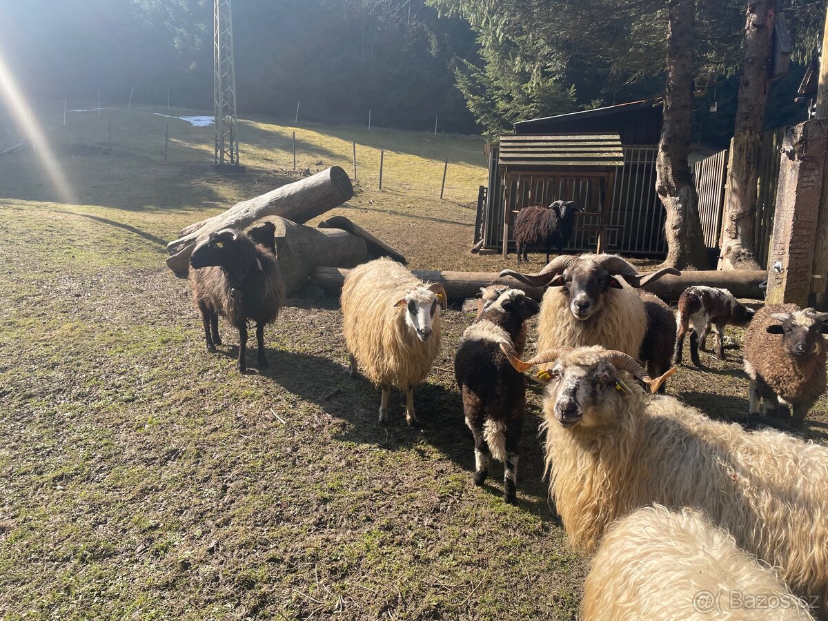 Valašská ovce - 10