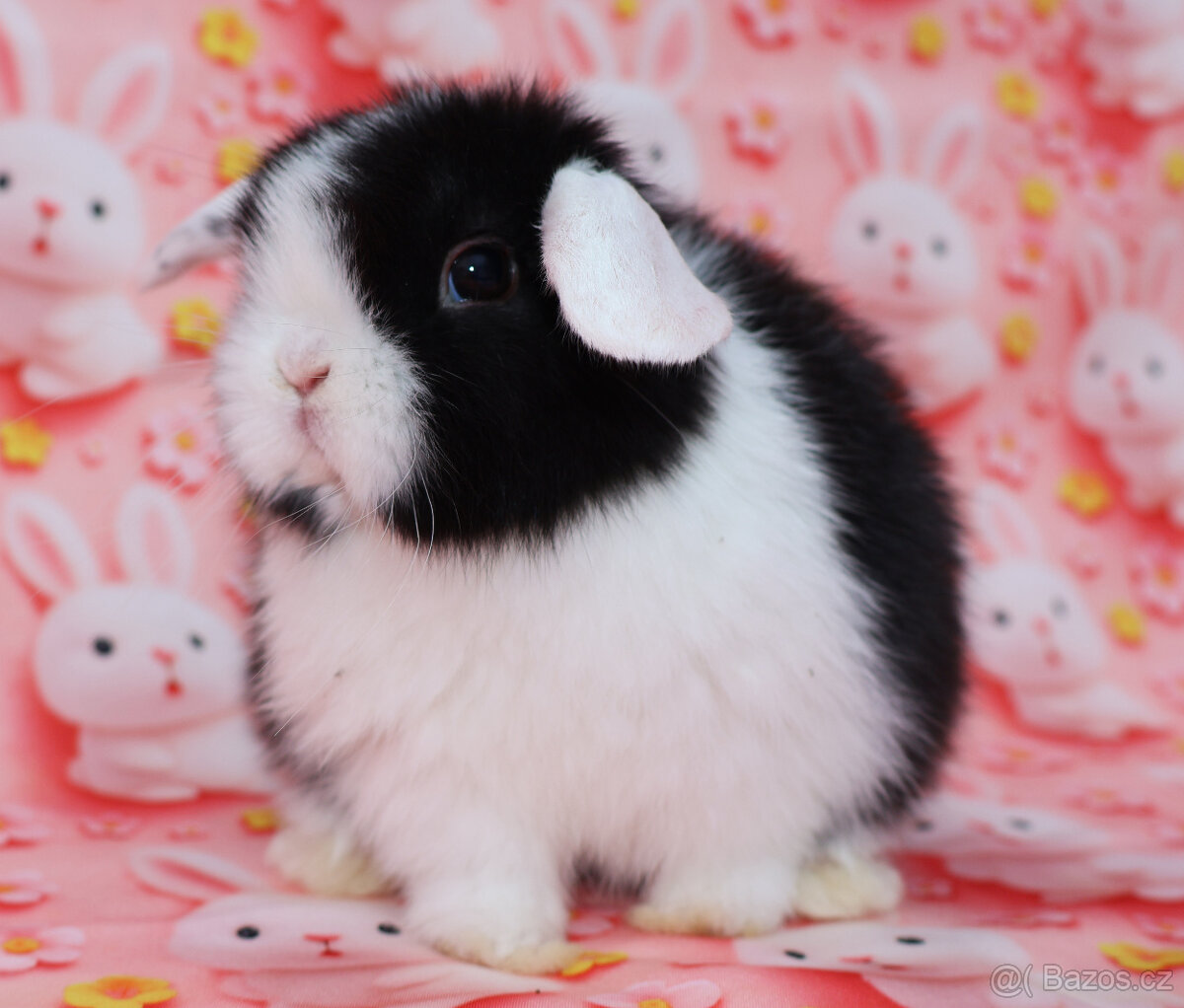 WO Zakrslý beránek s VP , maličká samička - 10