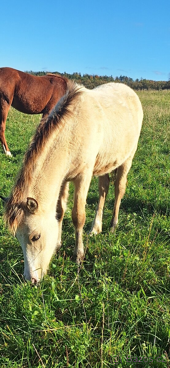 Letošní hřebeček - 10