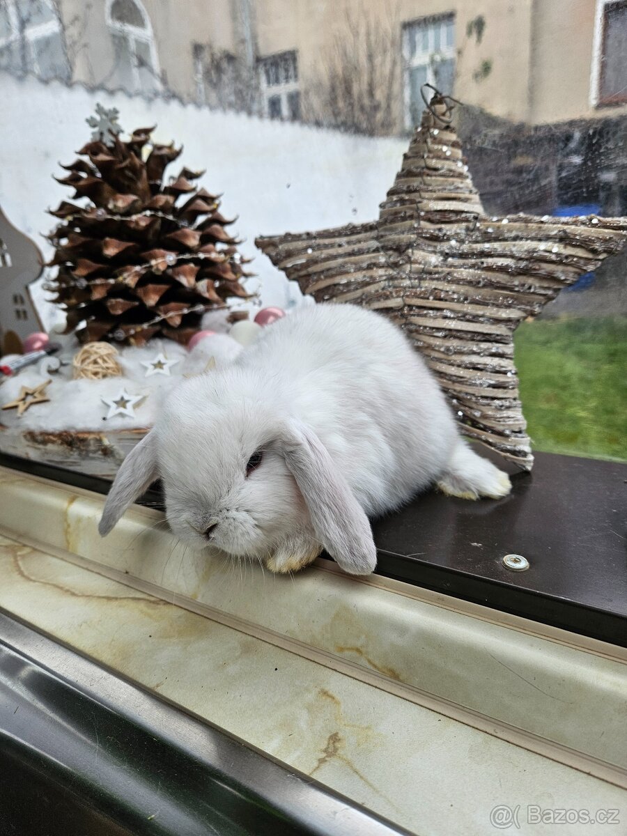 Zakrslý králík - 10