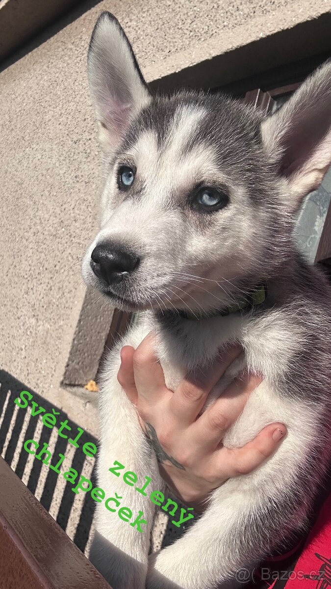 Prodám štěňátka - 10