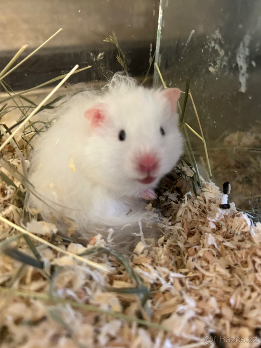 Křeček Syrský nar. 9.2.2026 - 10