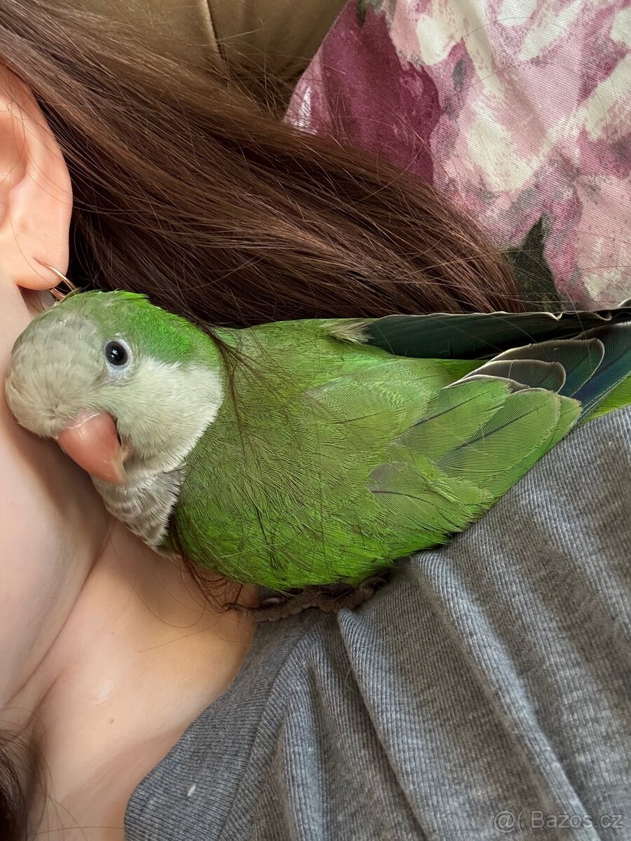 Prodám pár mnišek šedých - 10