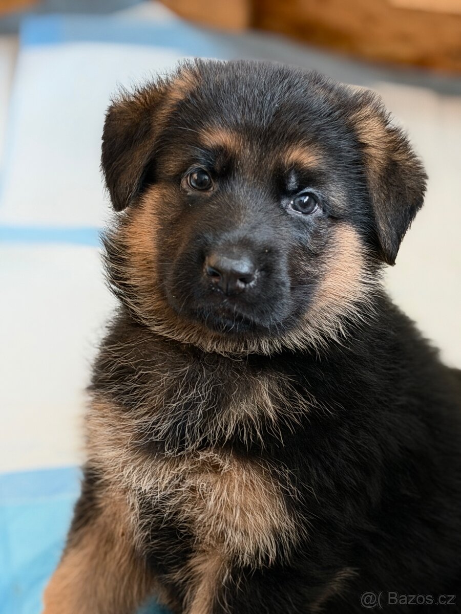 Německý ovčák štěňata - 10