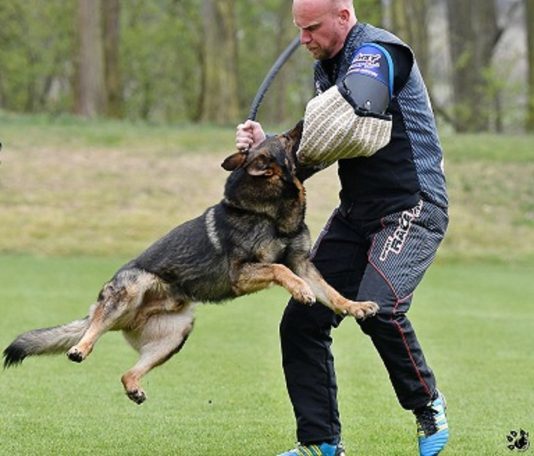 Německý ovčák štěnata s PP - 10