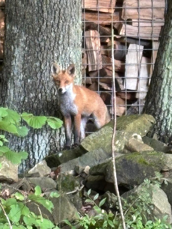 Česká Republika Bílé Karpaty Chata Popelka2 - 10