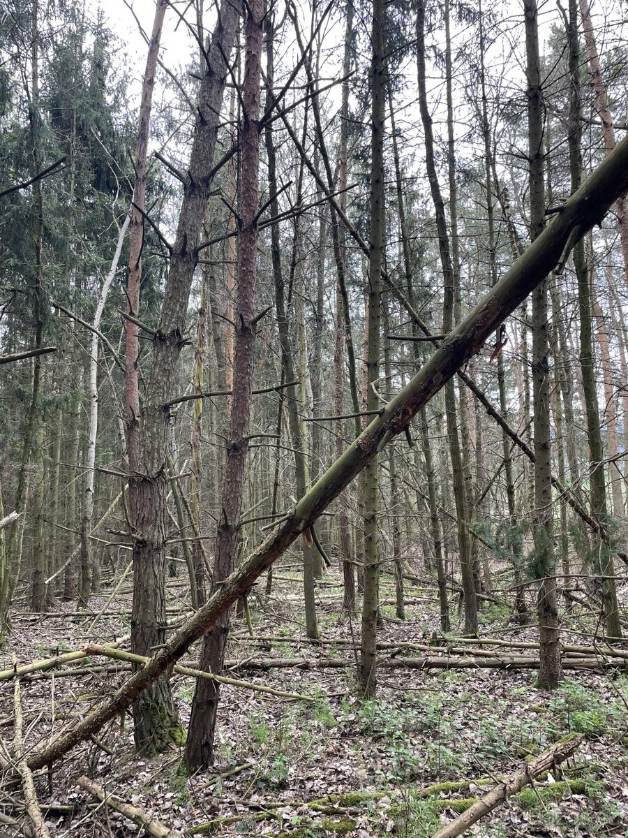 Prodám lesní pozemky v k.ú. Hradiště u Domažlic - 10