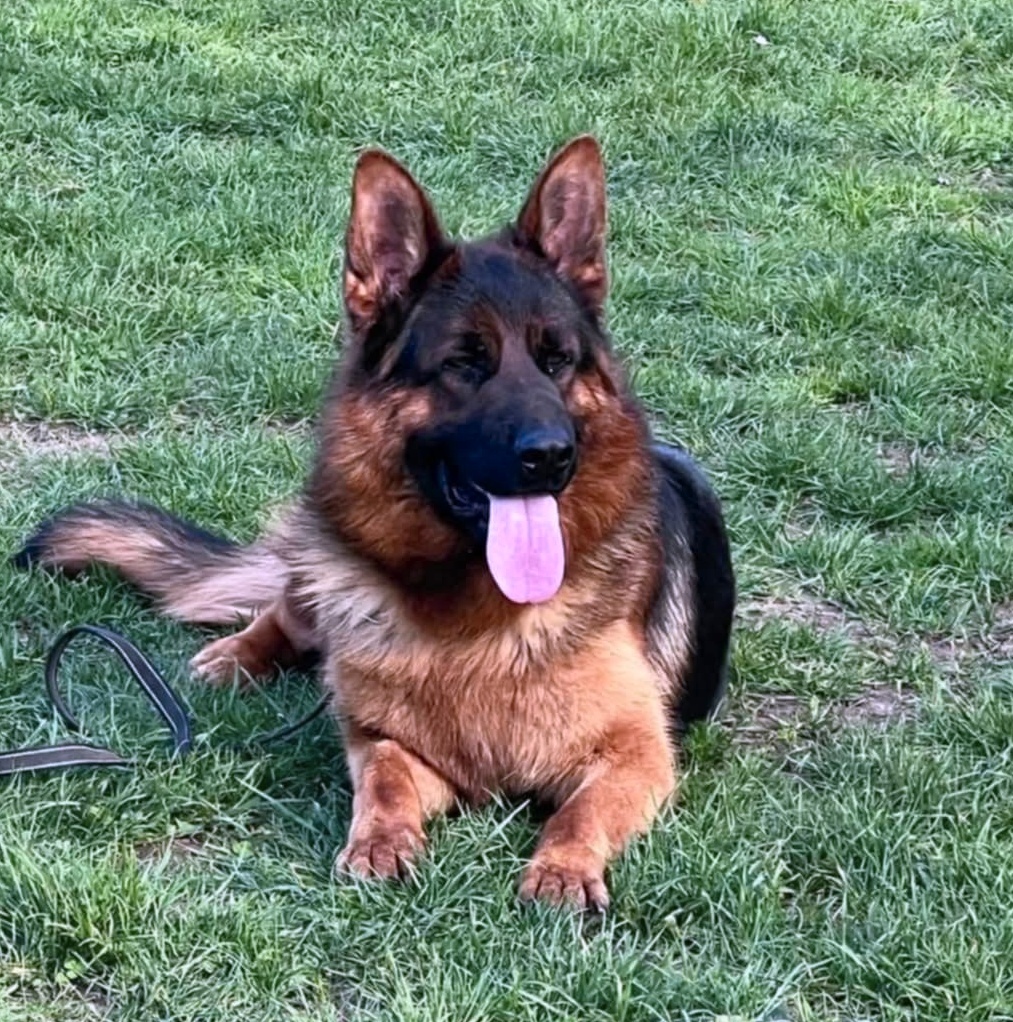 Německý Ovčák - štěňata - 10