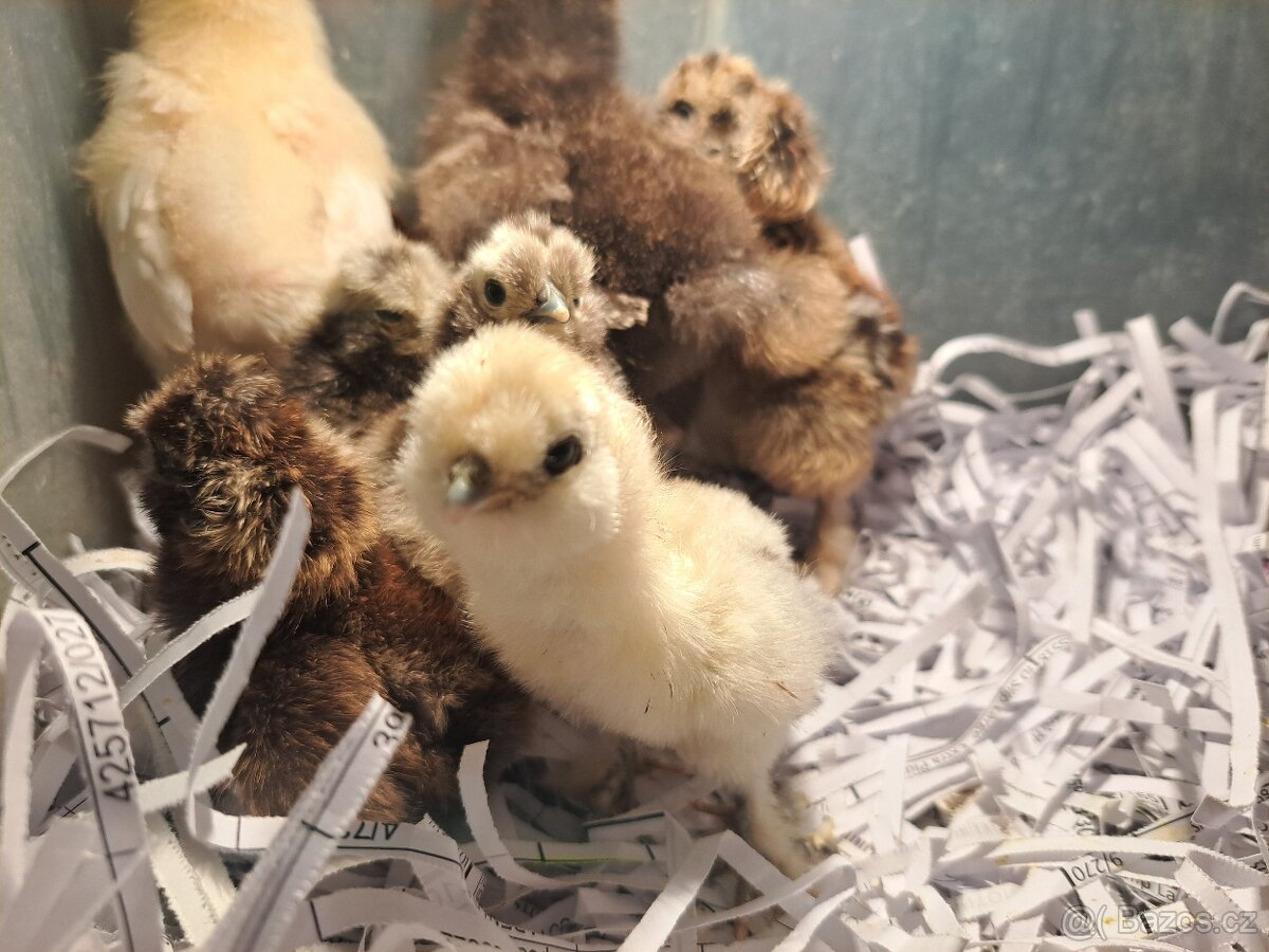 Hedvábnička velka vousatá- kuřata - 10