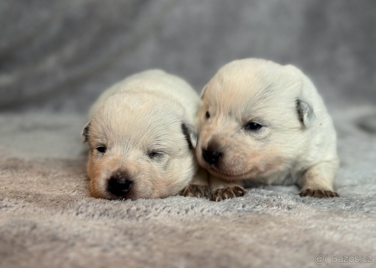 Australský honácký pes s PP - 10