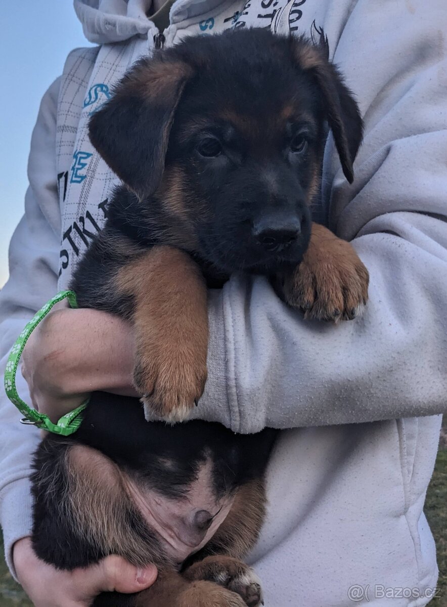 Německý Ovčák, Štěňata s PP exteriérová linie - 10