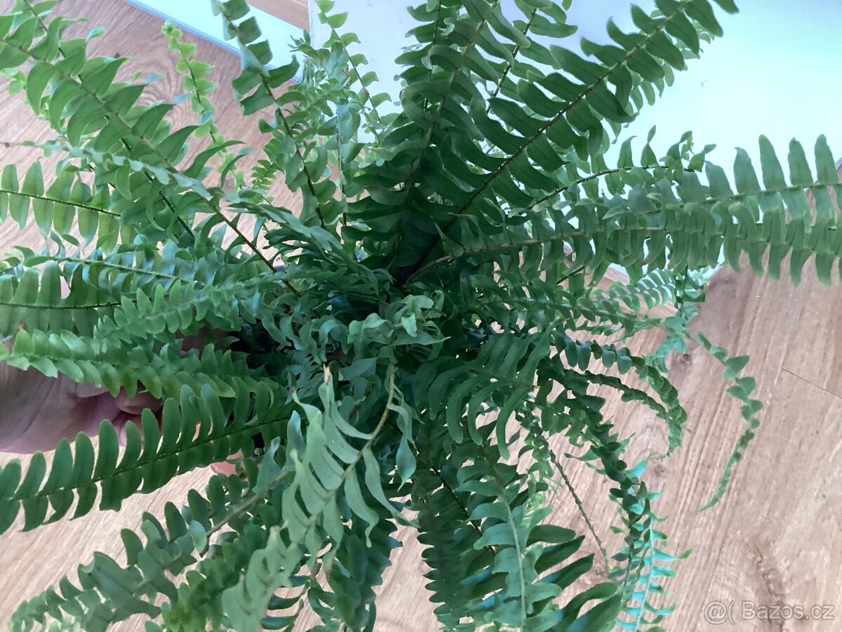 Květiny do interieru - 10