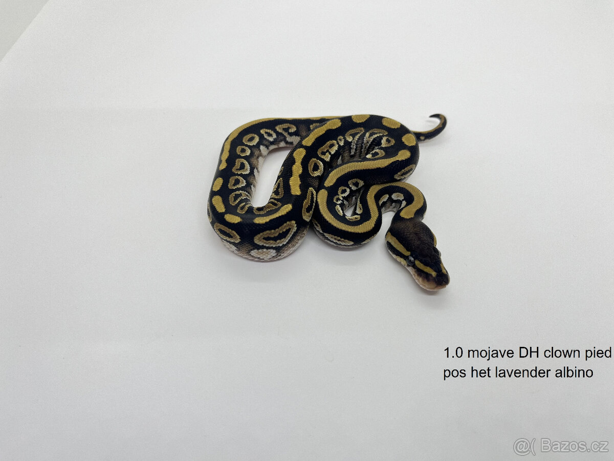 Krajta královská(Python regius) Vánoční sleva 20% - 10