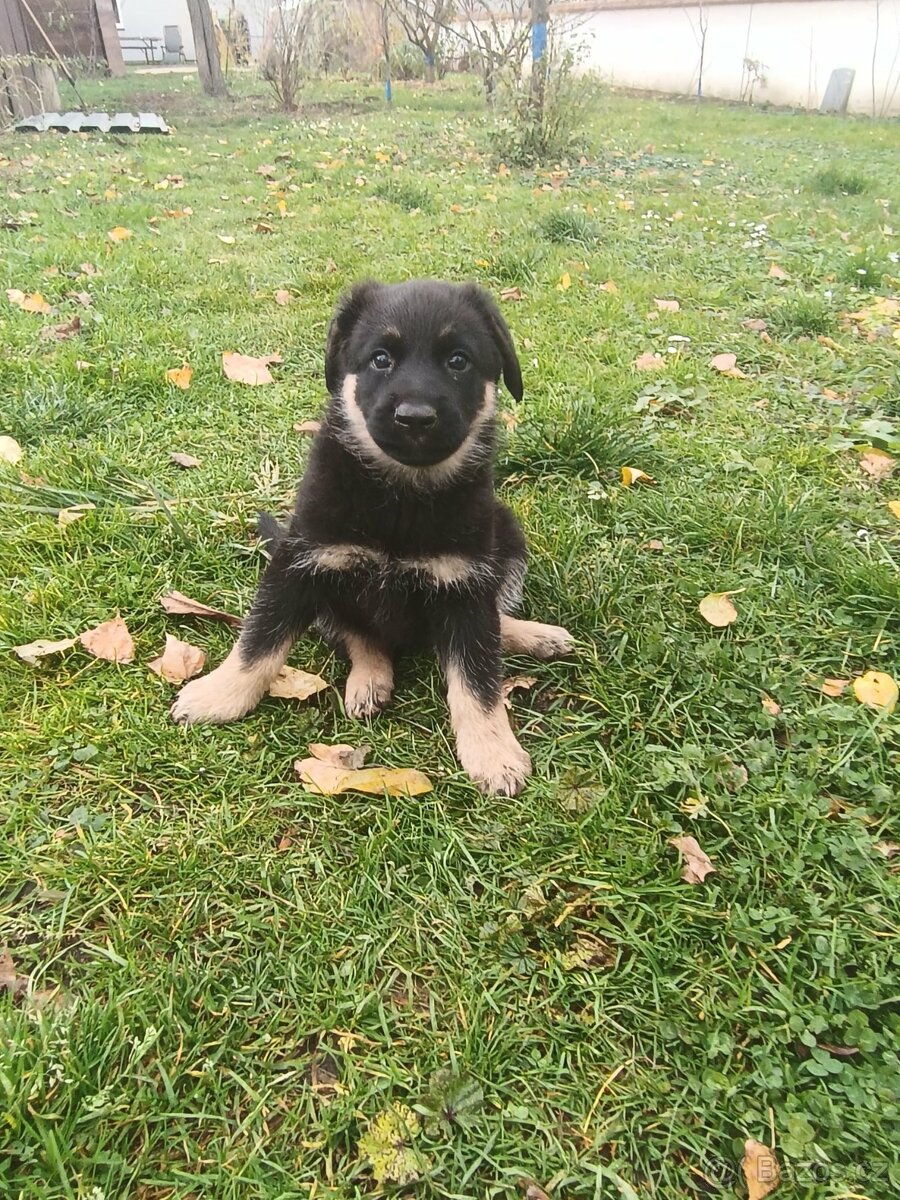 Německý ovčák - 10