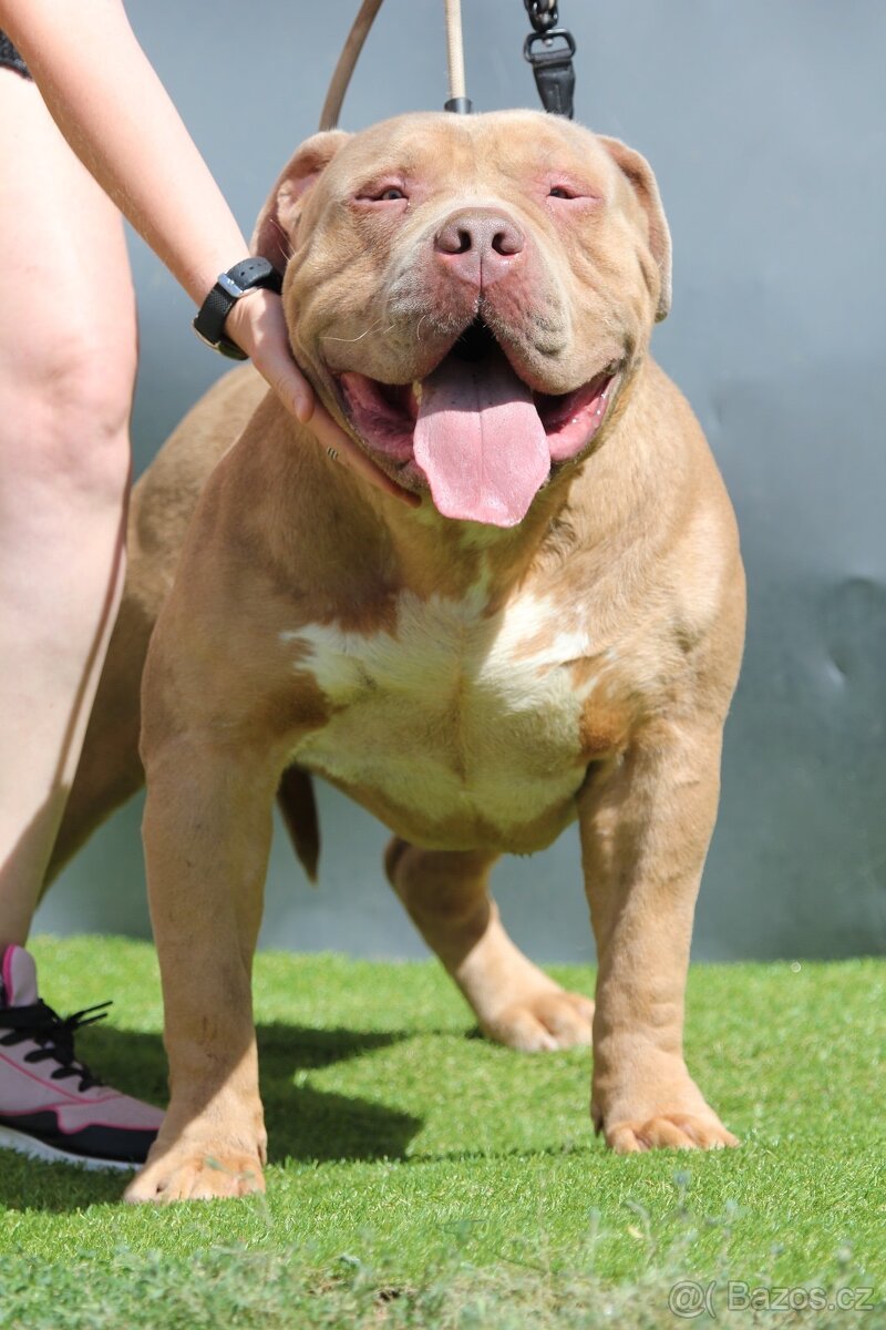American bully XL - 10