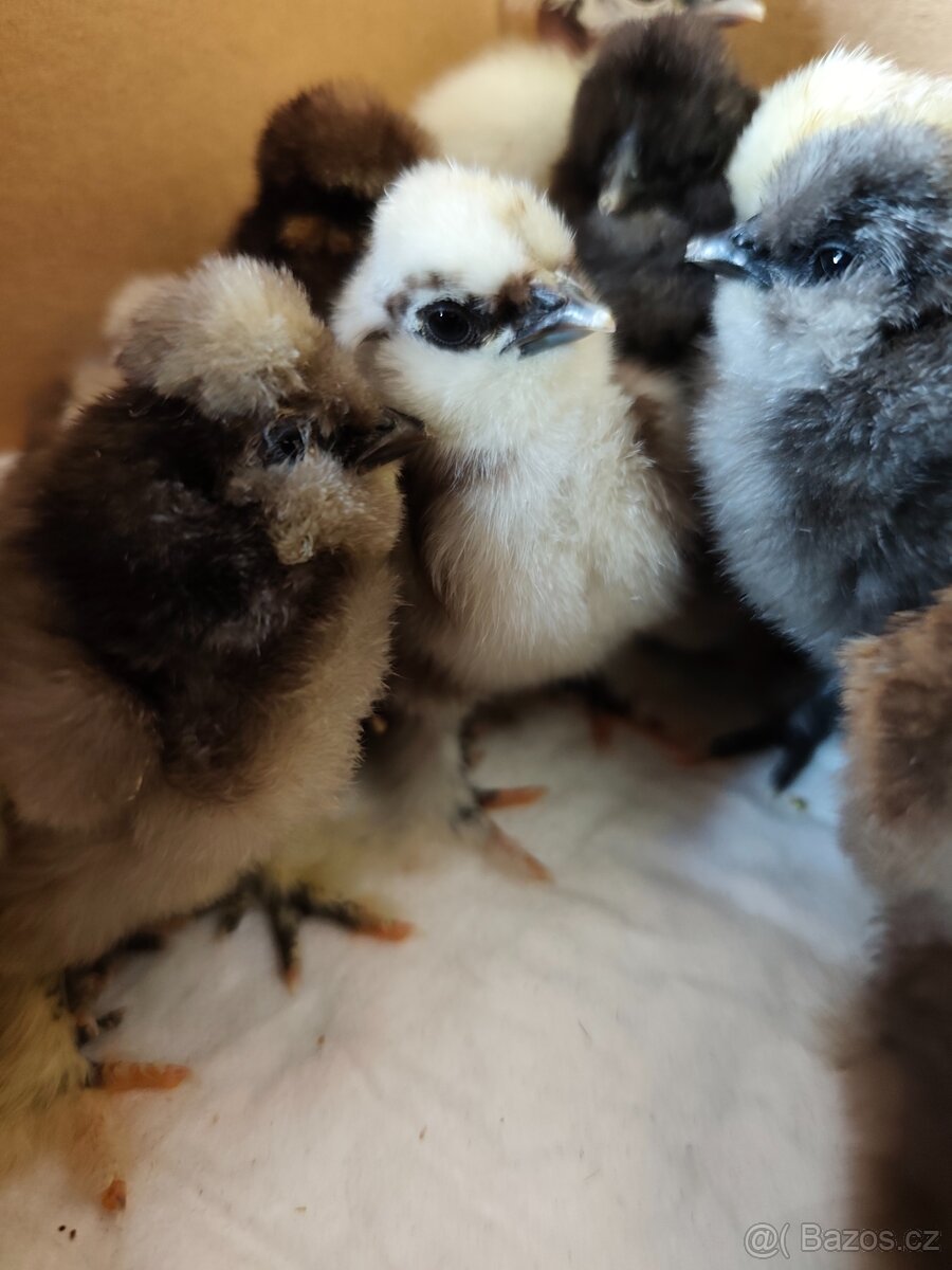 Hedvábnička USA - 10