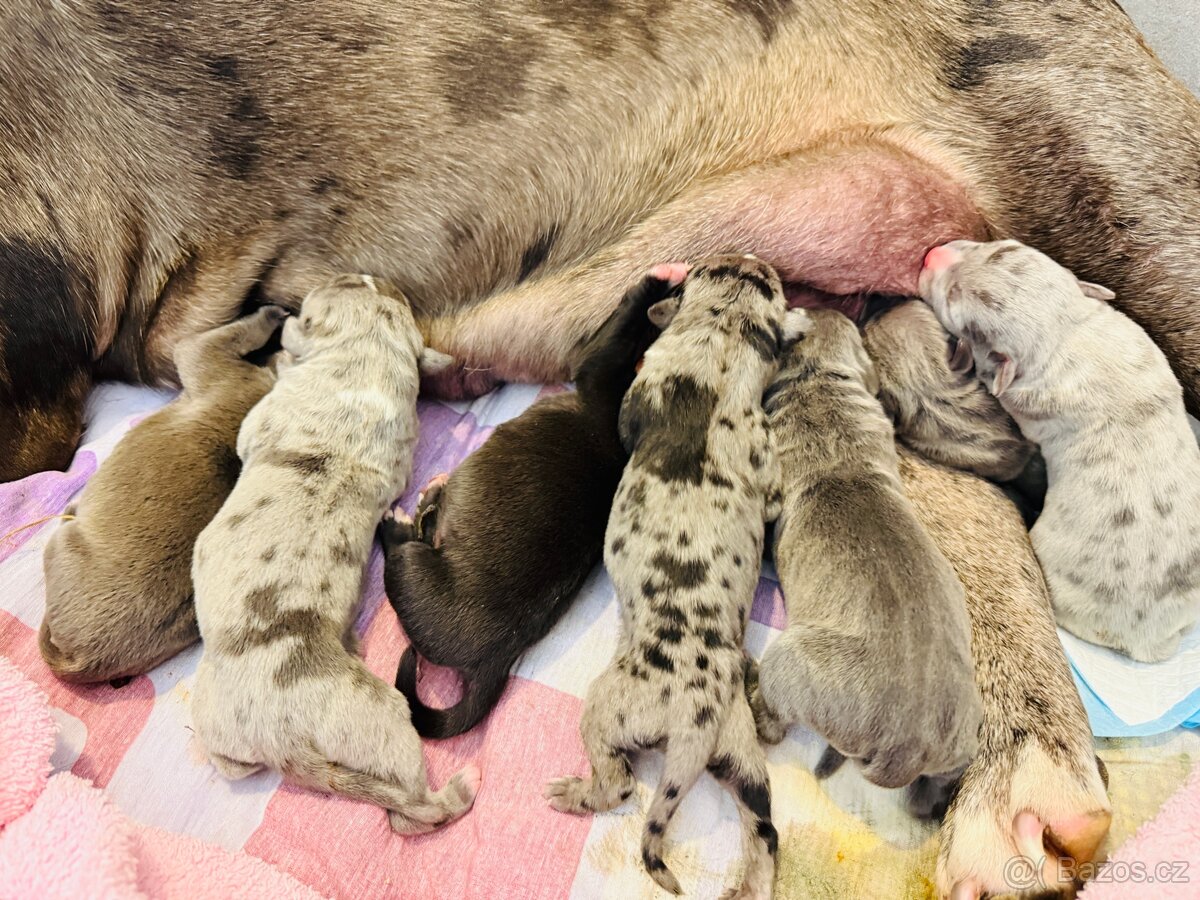 American Bully XL - 10