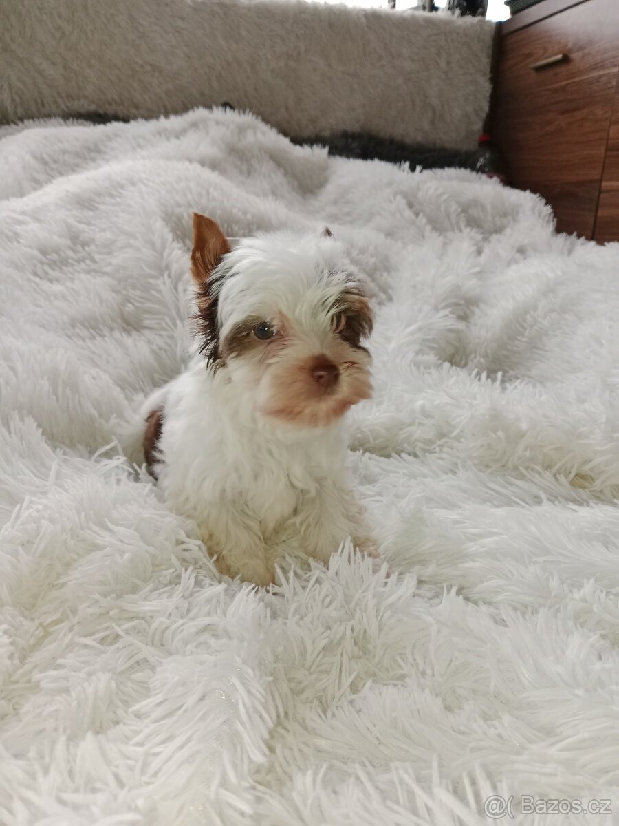 Jorkšírský teriér - 10