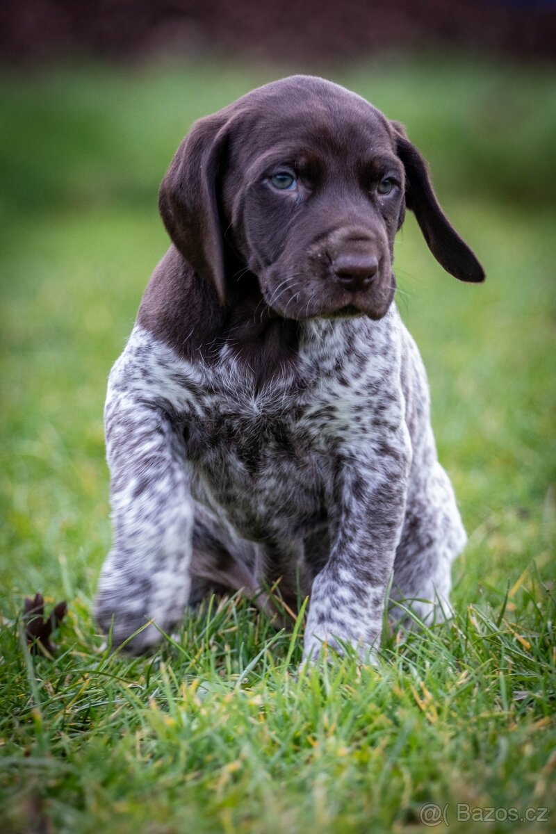 Štěňata - německý krátkosrstý ohař - 10