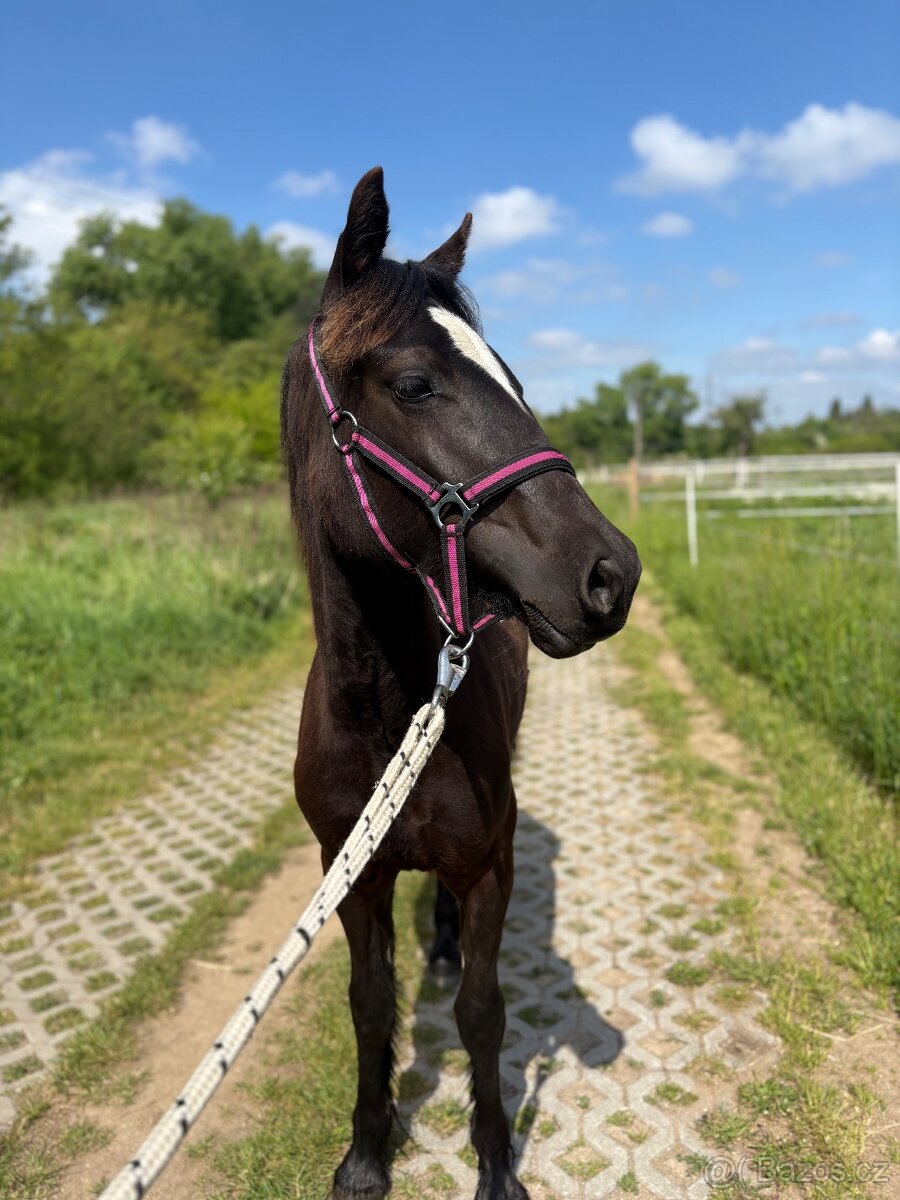 Welsh part bred klisna s PP - 10