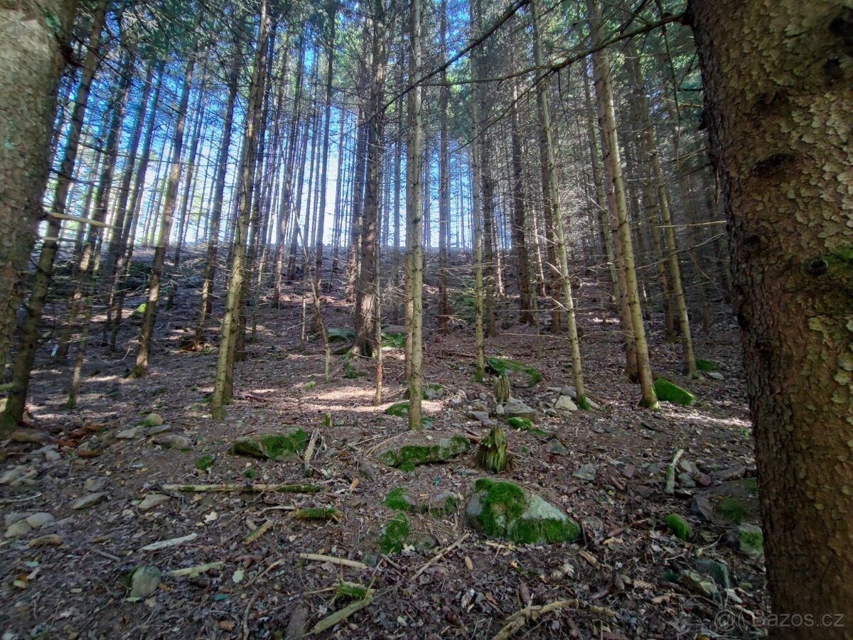 Prodej lesa 233 155 m² Žďár u Nové Včelnice - 10