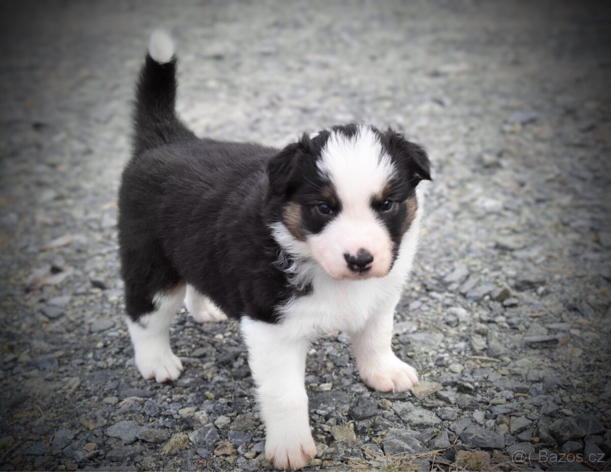 Australský ovčák bez PP REZERVACE - 10