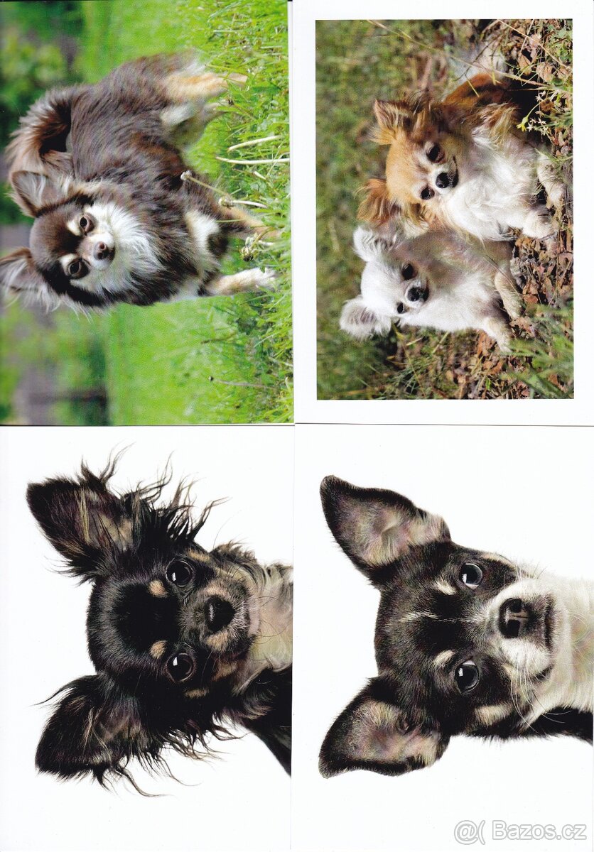 pohledy zvířat - 10