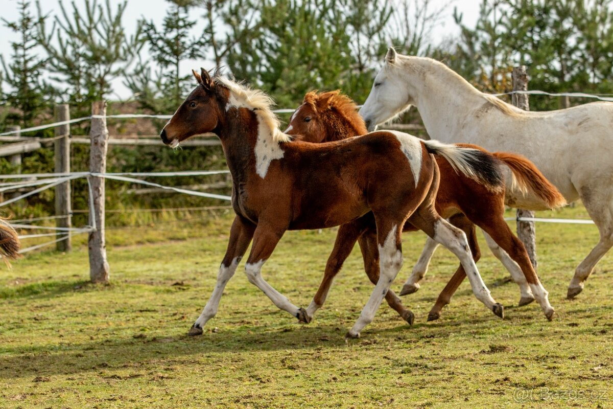 Letošní paint horse klisnička - 10