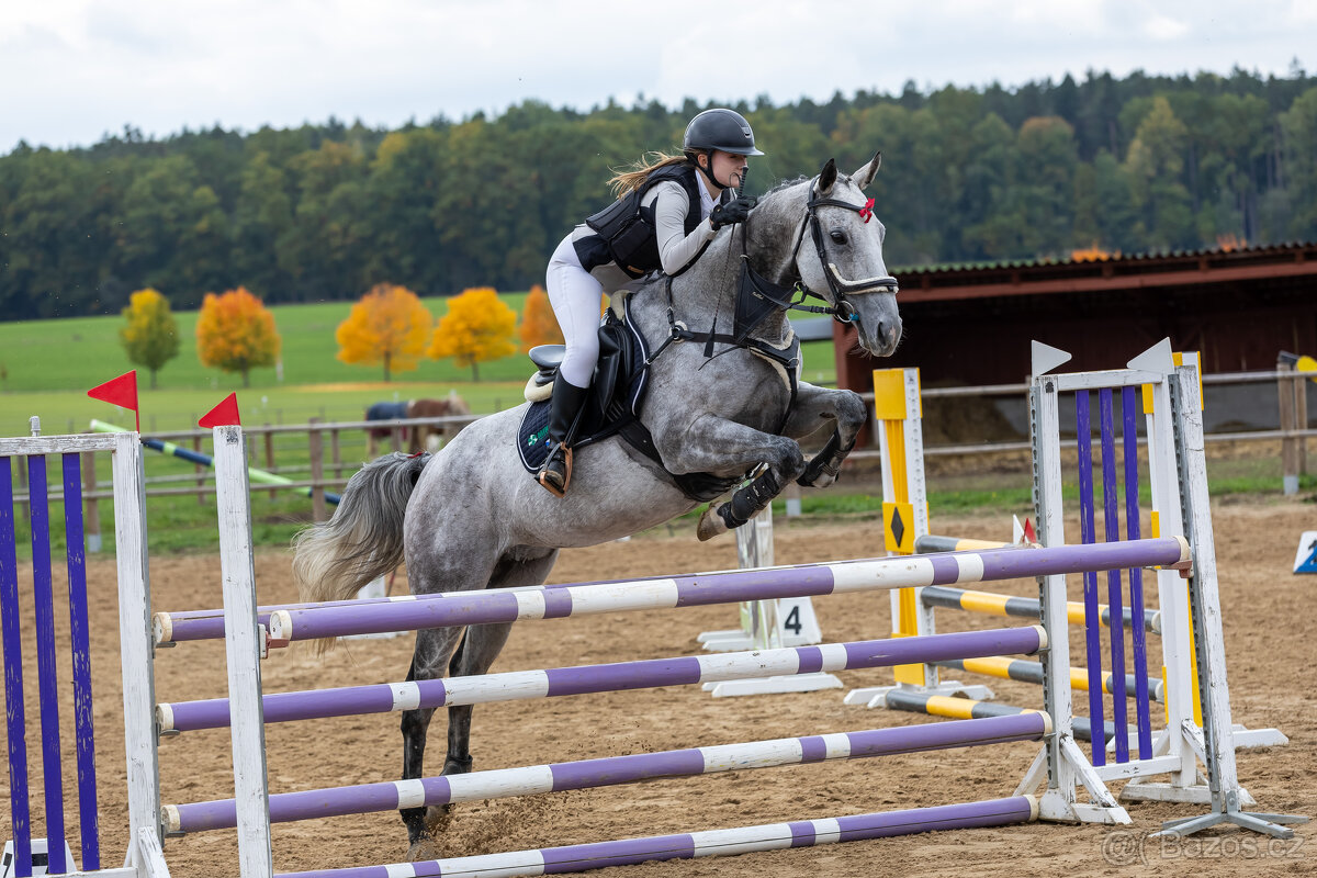 8 letá klisna do sportu - 10