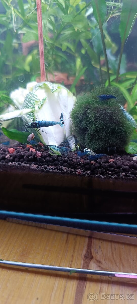 Akara cichlida papuščí endlerky krevetky - 10