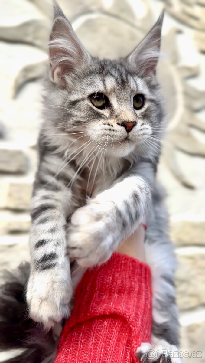 Koťátka s PP Maine Coon Mainská Mývalí - 10