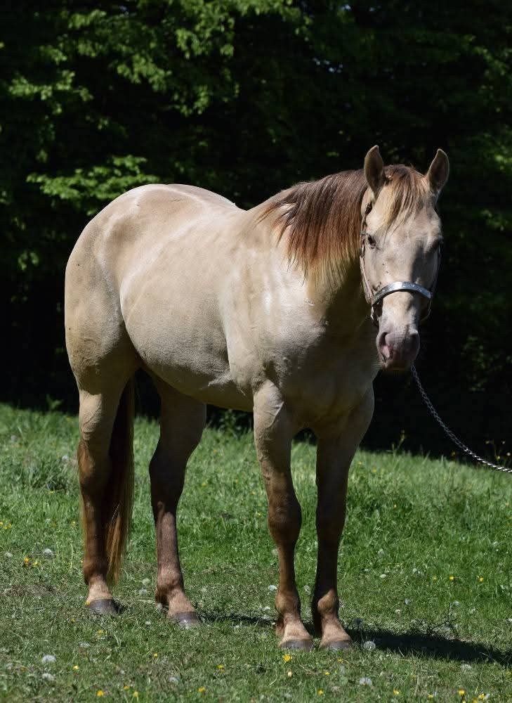 Exkluzivní Quarter horse kobylka - 10