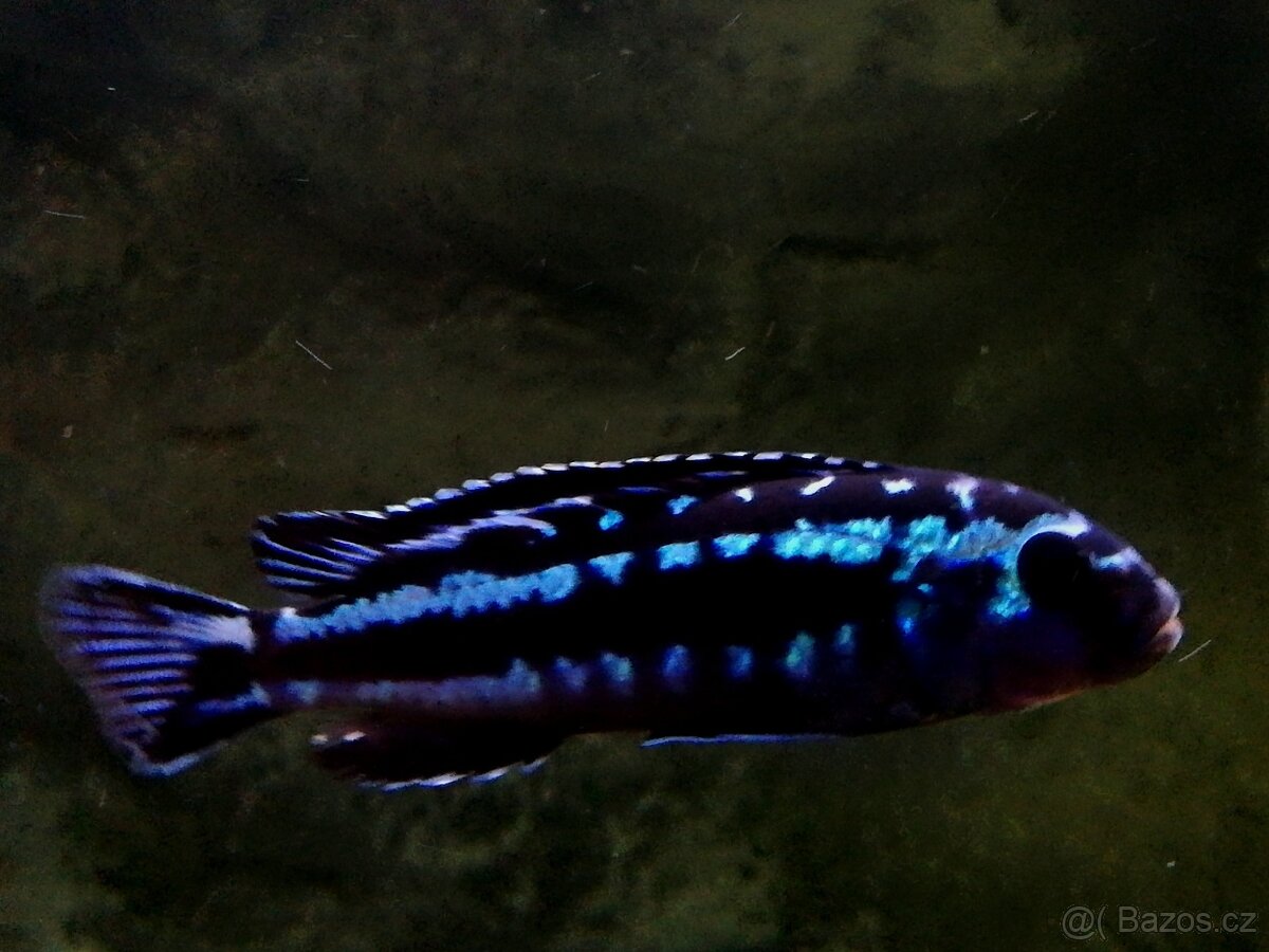 Tlamovci Malawi 45 - 10