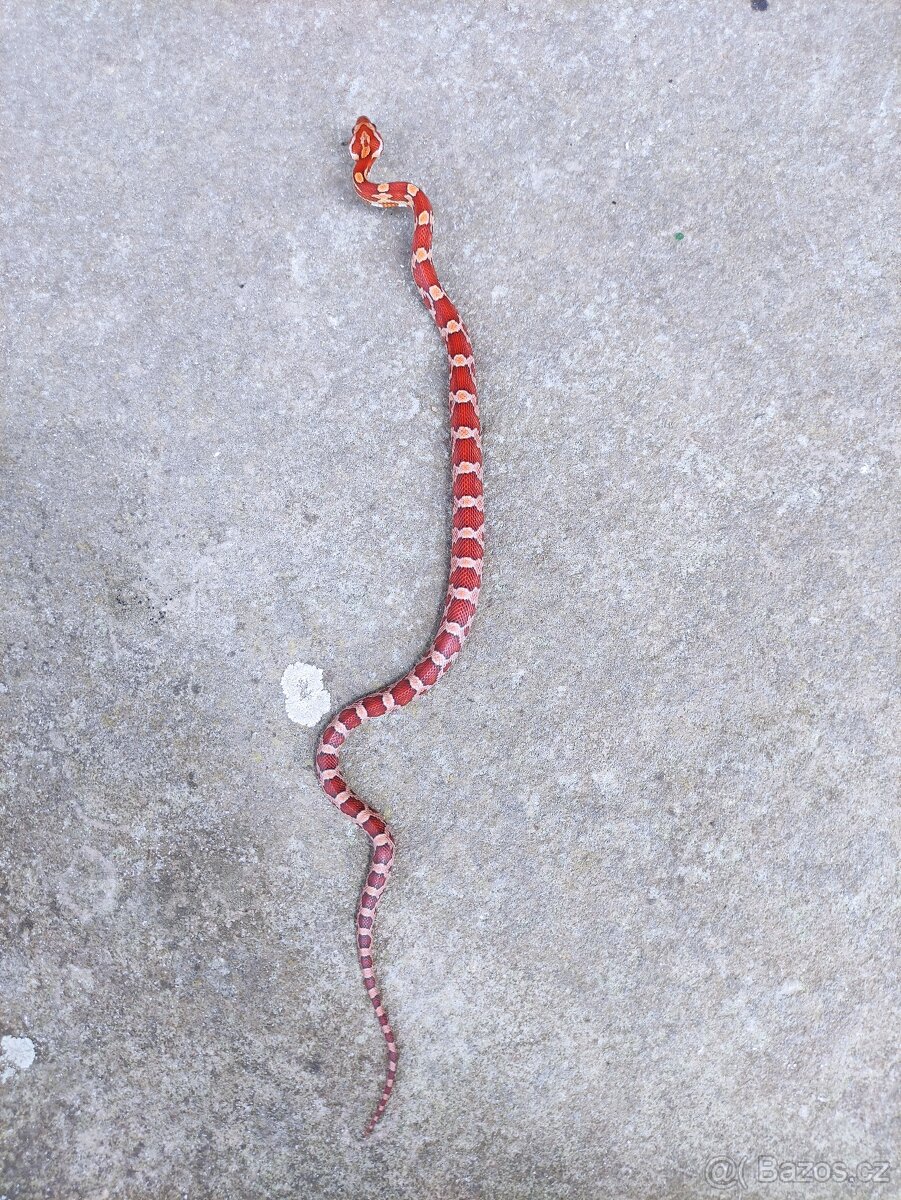 užovka červená, terárium - 10