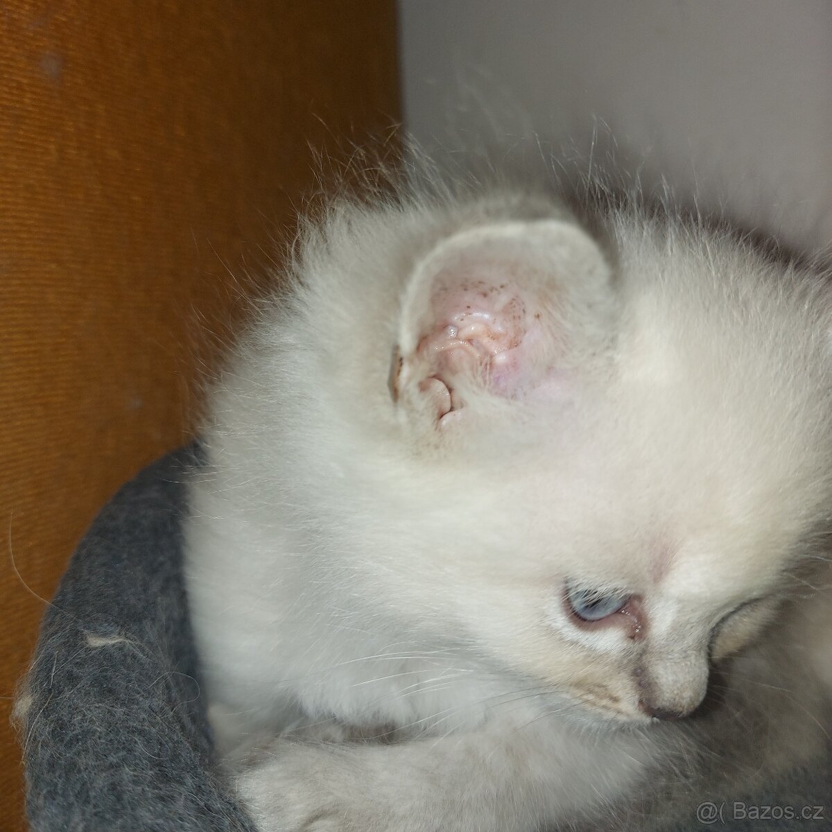 Maciatka ragdoll na odber - 10