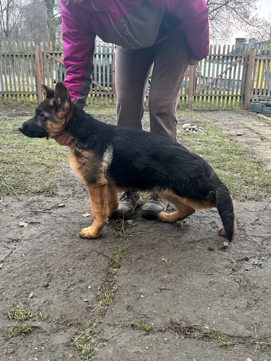 Štěňata Německého ovčáka s PP - 10