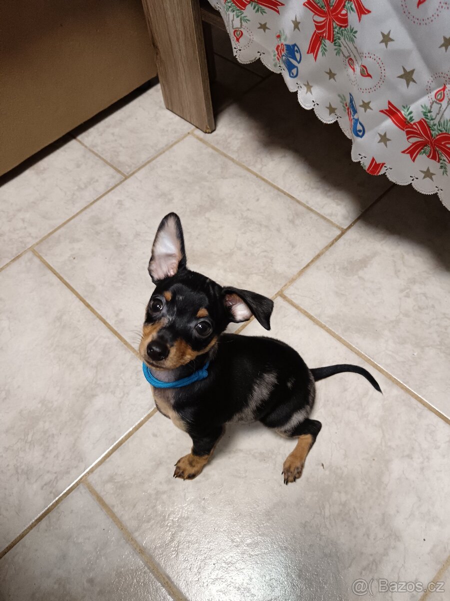 Trpasličí pinč bez PP - 10