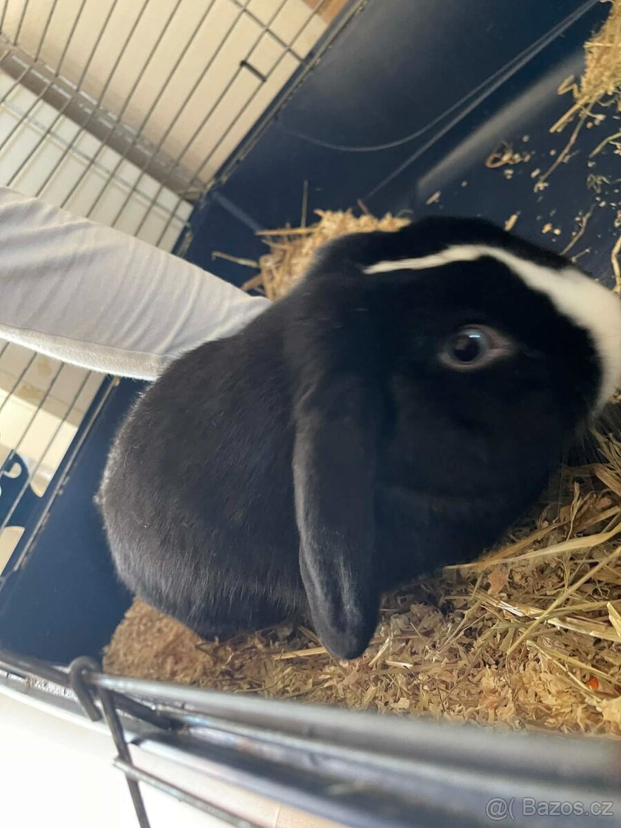 Králičci k rezervaci - 10