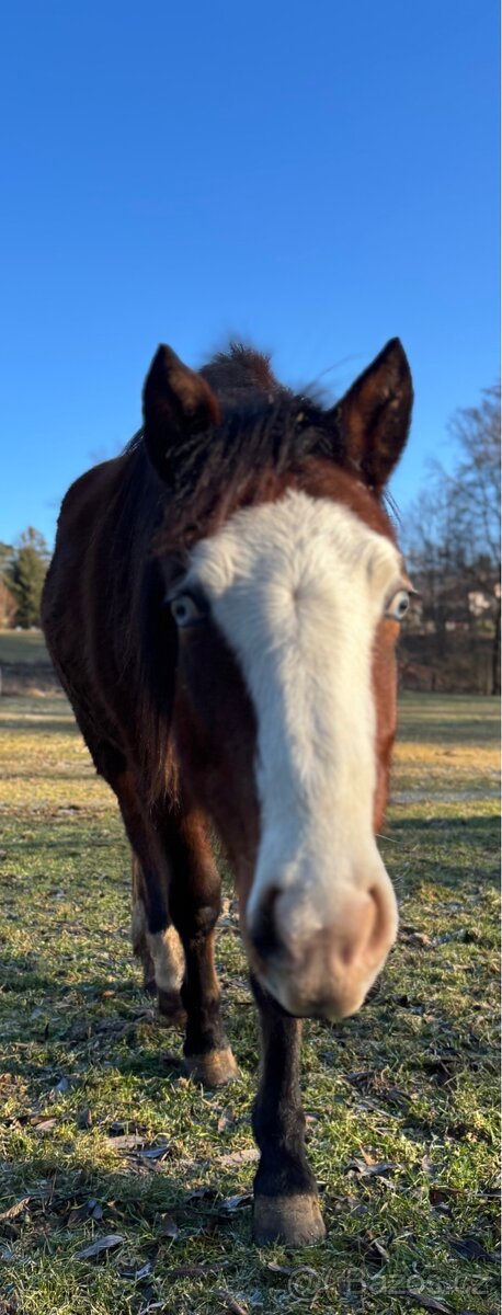 Kobylka 1,5 roku Appa x kříženec - 10