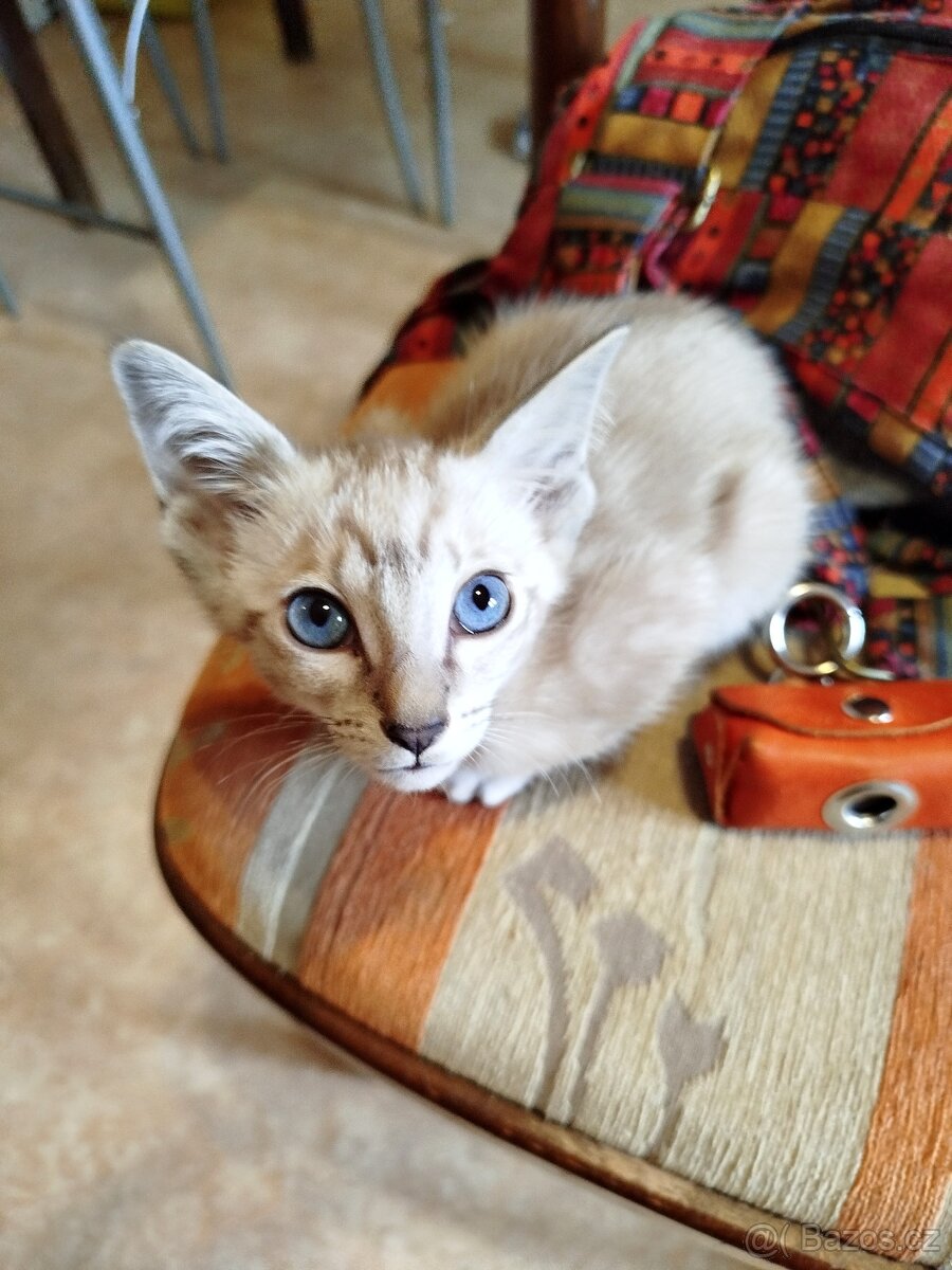 Orientální koťata - 10