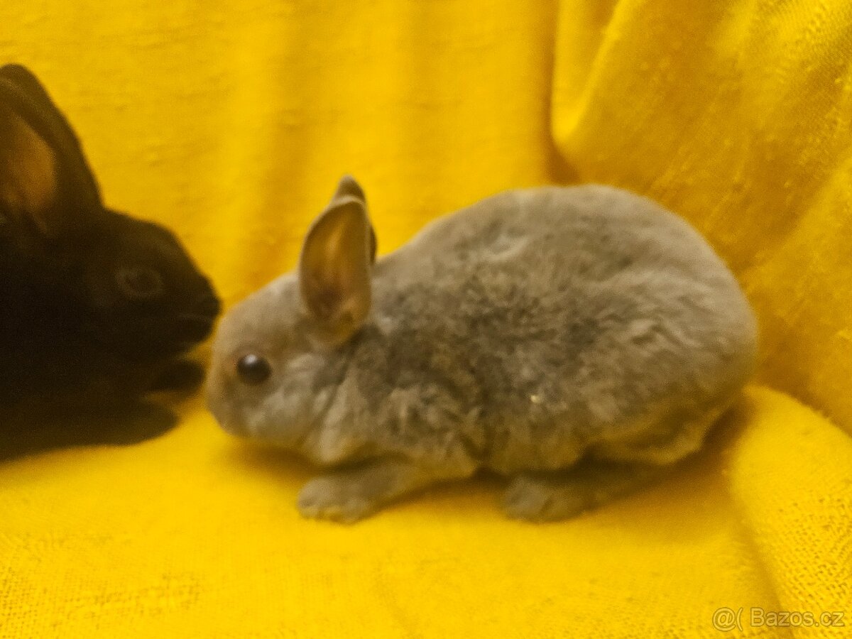 Zakrslý králíček - 10