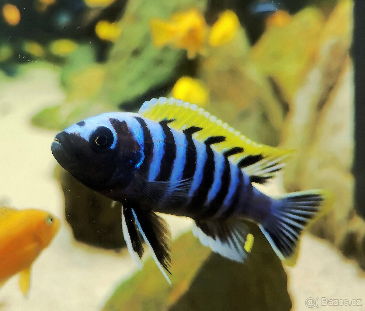 Tlamovci Malawi - 10