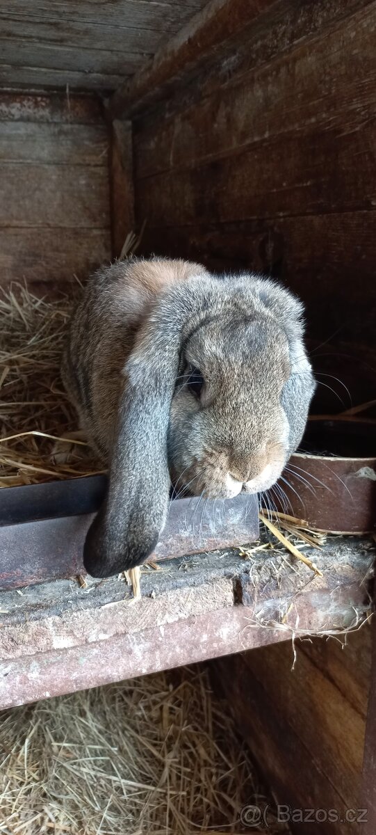 Francouzský beran - 10