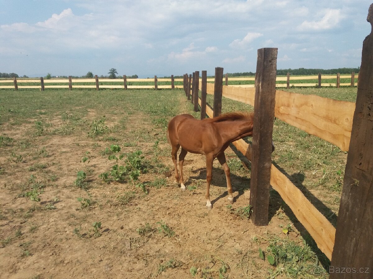 Prodám dřevěné železniční pražce AKCE NA DOPRAVU - 10
