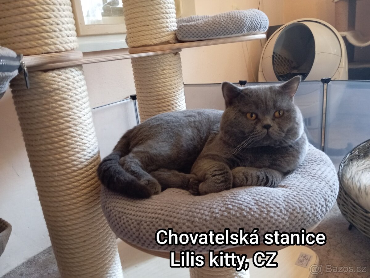 Britská modrá a Bikolor koťátka - 10