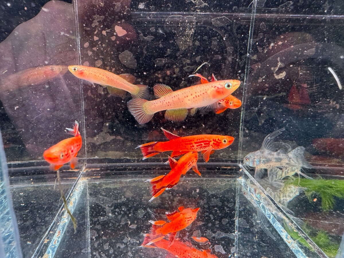 Akvarijní rybky - 10