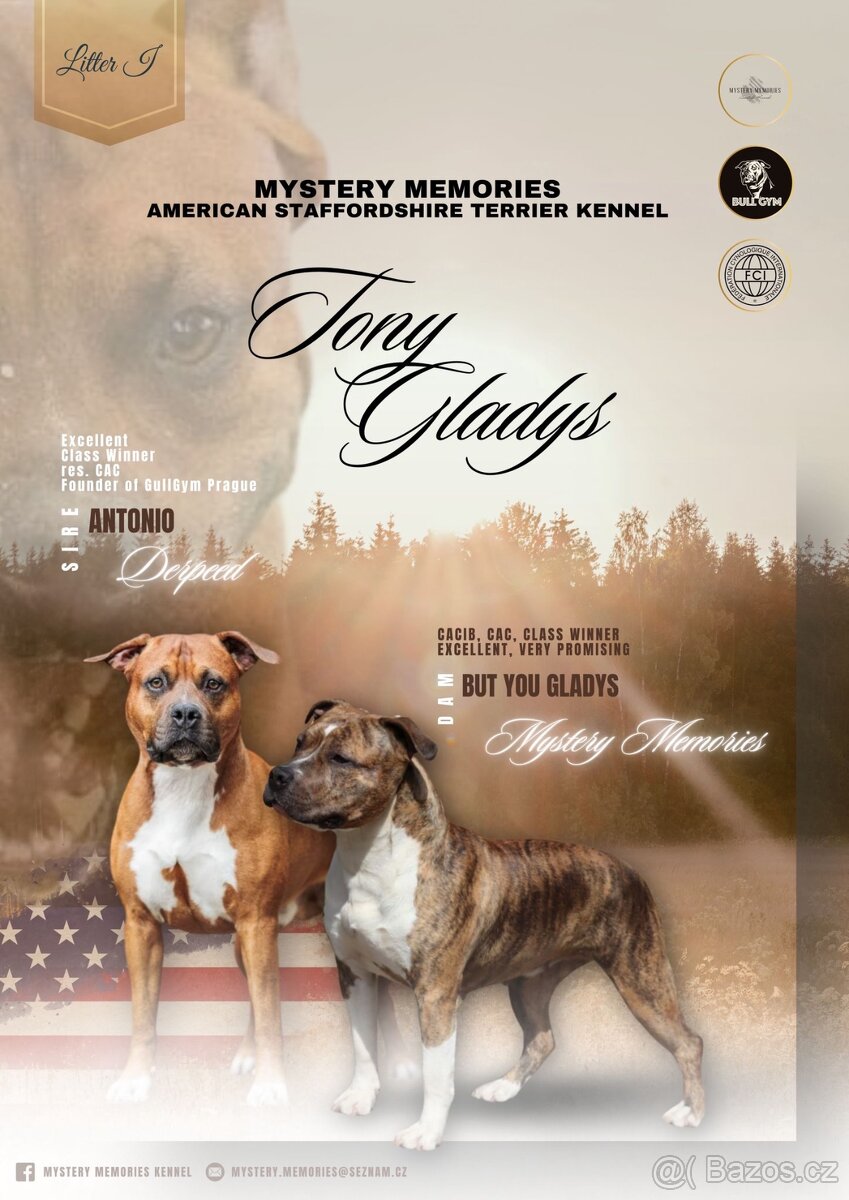 Americký stafordšírský teriér s PP - 10