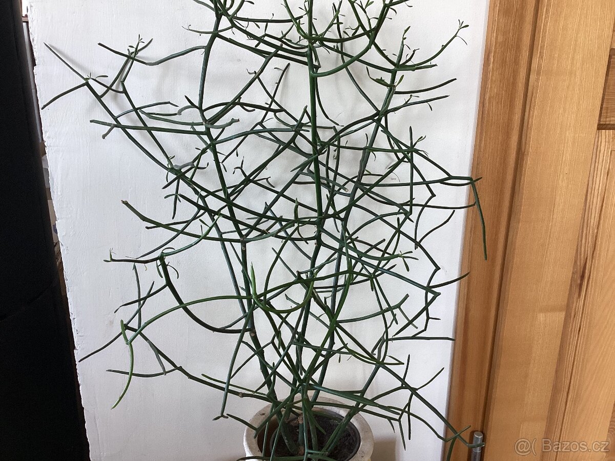 Pokojové kvetiny - 10