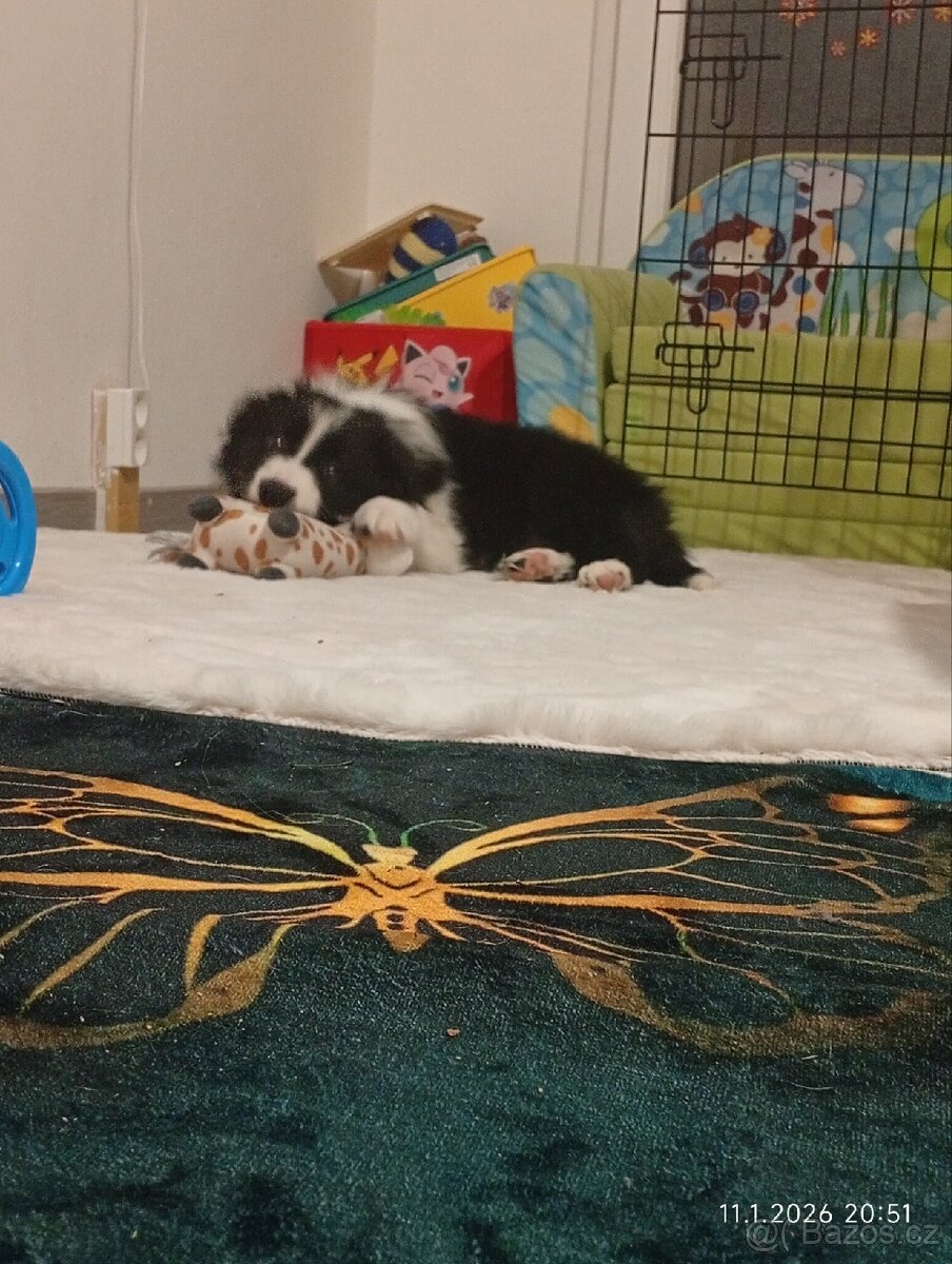 Border kolie štěně - 10